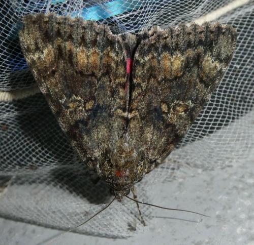 Réf. 264 008 : Catocala sponsa